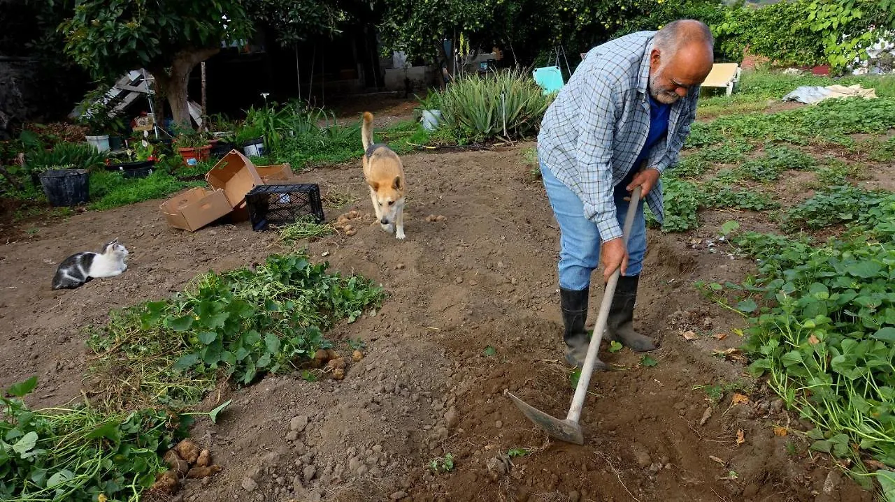 Vakantieboerderij Finca Brujita Del Drago - Authentic Canarian Homestead