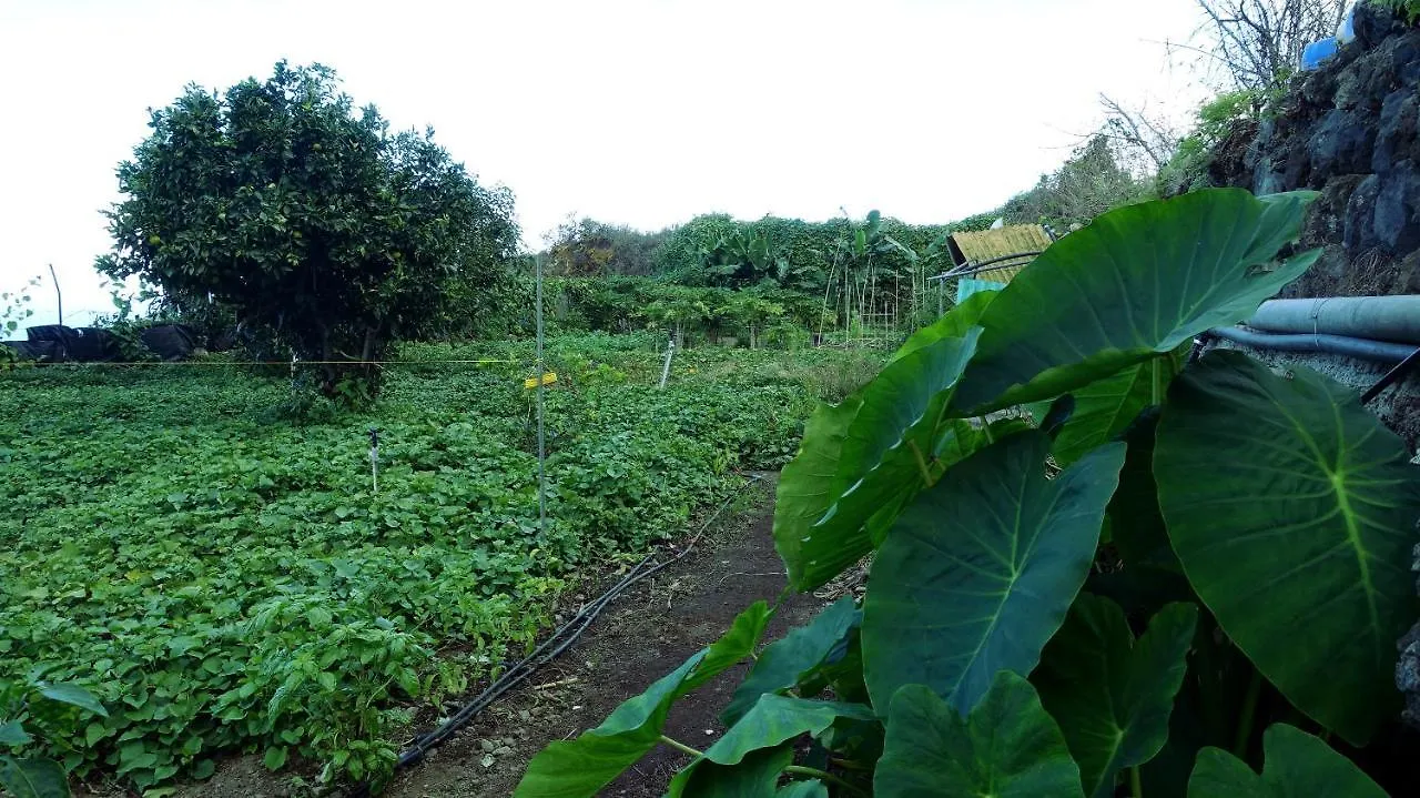 Vakantieboerderij Finca Brujita Del Drago - Authentic Canarian Homestead Spanje