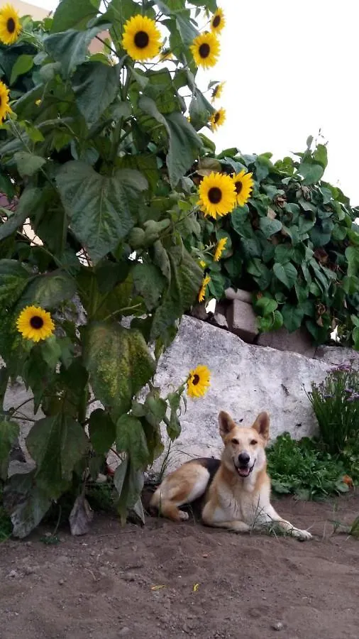 Vakantieboerderij Finca Brujita Del Drago - Authentic Canarian Homestead Spanje
