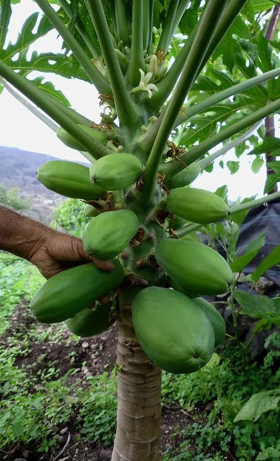 Finca Brujita Del Drago - Authentic Canarian Homestead Vakantieboerderij Icod De Los Vinos