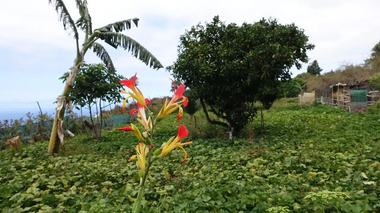 Finca Brujita Del Drago - Authentic Canarian Homestead Farm stay Icod De Los Vinos