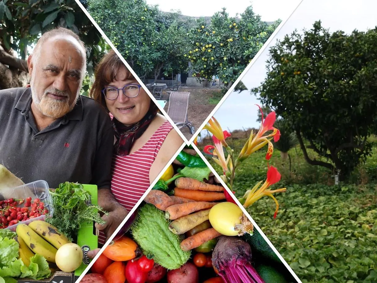 Farm stay Finca Brujita Del Drago - Authentic Canarian Homestead